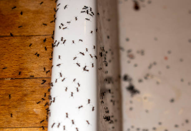 Best Pest Control Near Me in Crittenden, KY