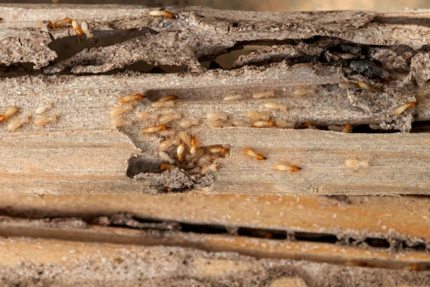 Best Wasp Removal Services  in Crittenden, KY