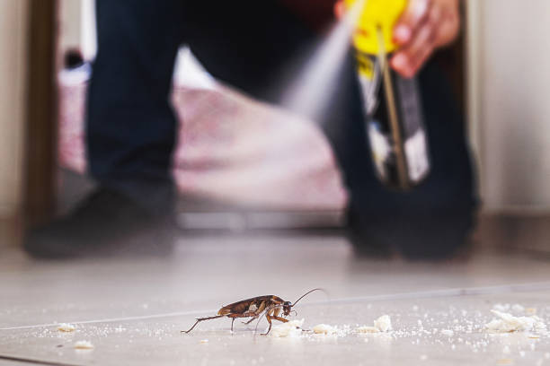 Best Termite Control Services  in Crittenden, KY